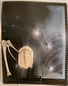 Self-portrait with bird bones, by Nathalie Ferrier