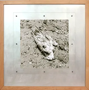 Image by Daniel Ranalli